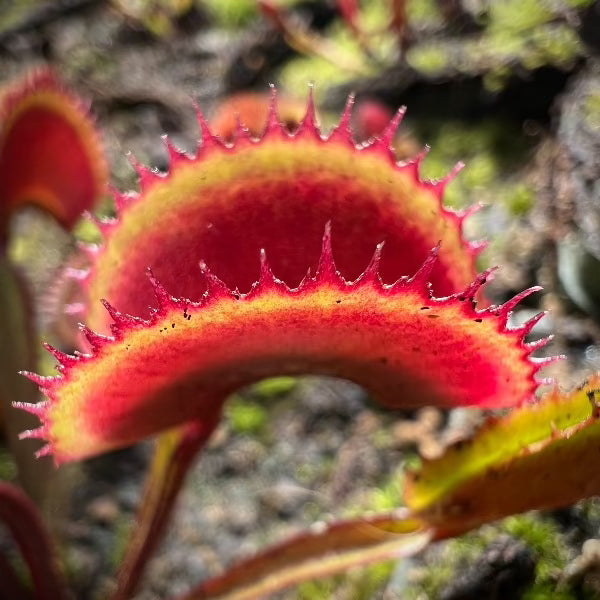 Dionaea archangel