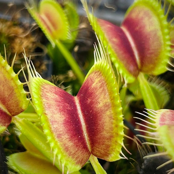 Dionaea Eye of Sauron