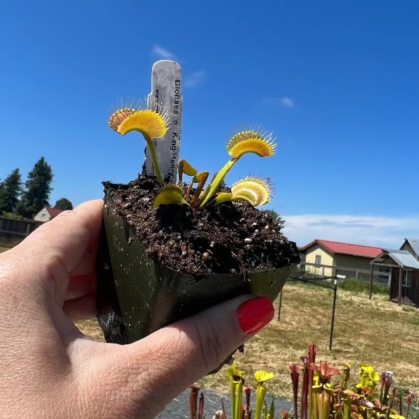 Potted venus fly deals trap