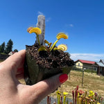 Dionaea king henry