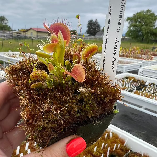 Dionaea Jersey Devil