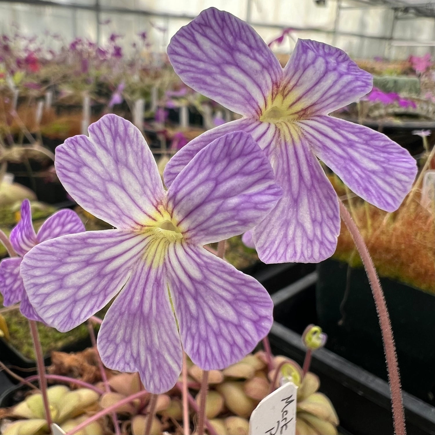Pinguicula x “Lavender Lacewing” BARE ROOT