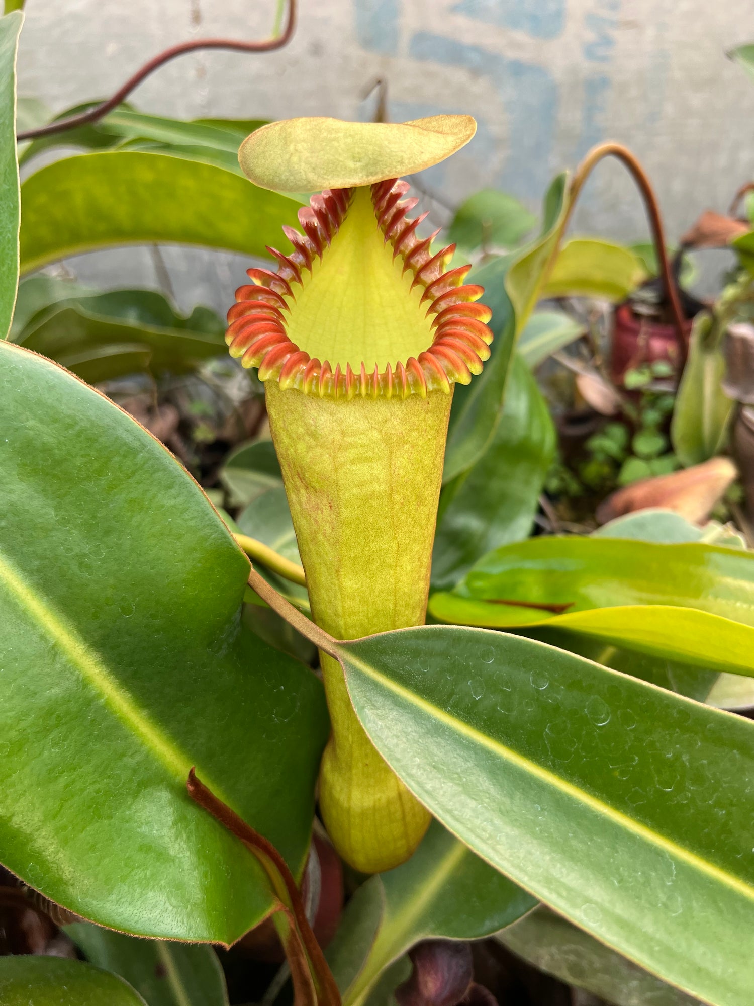 Nepenthes edwardsiana CalCarn Clone Potted