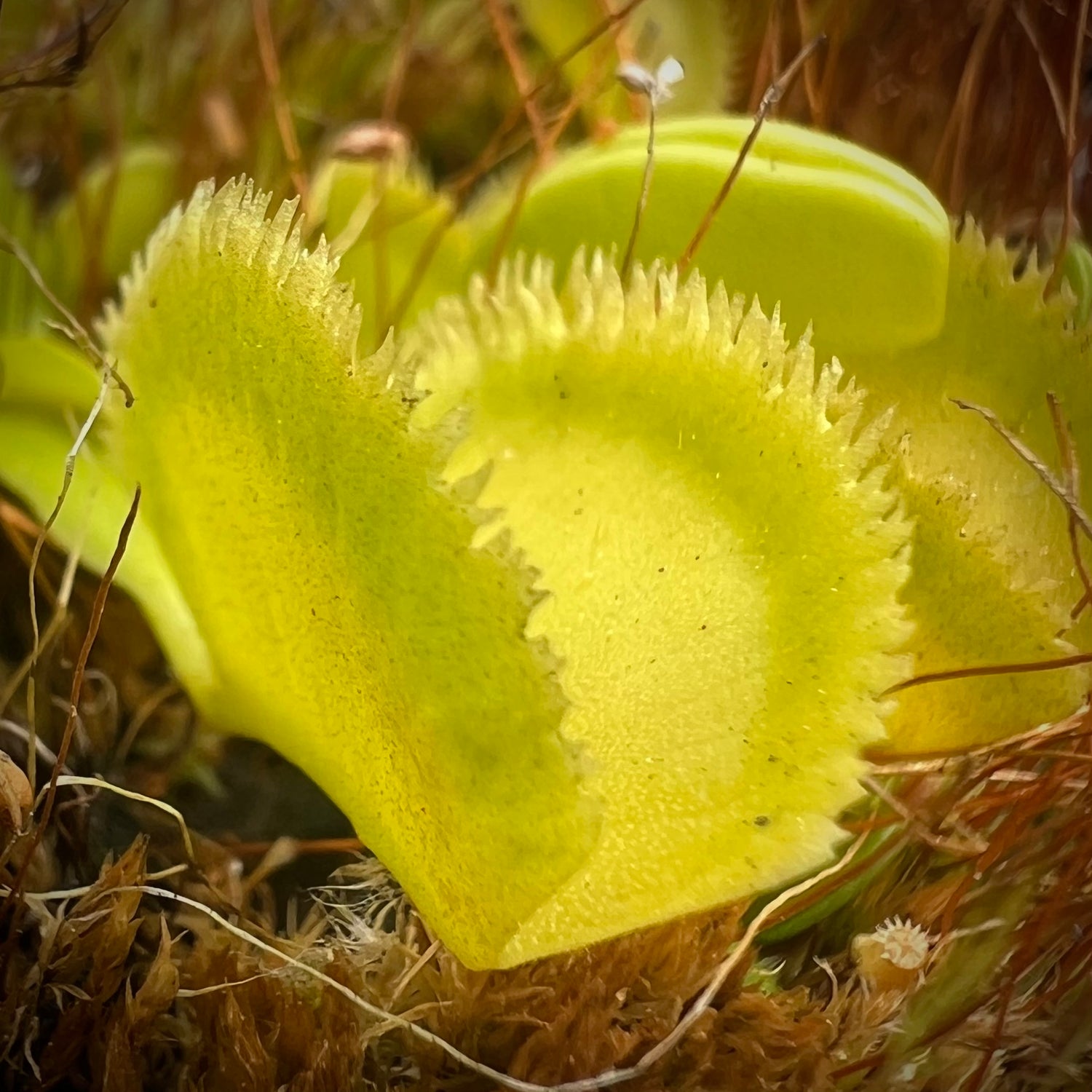 Seed Pack Dionaea m. “Green Sawtooth” (12 seeds/pack)