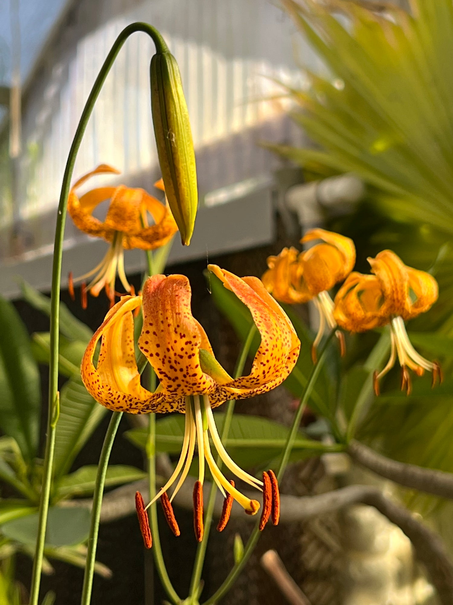 Lilium iridollae Potted