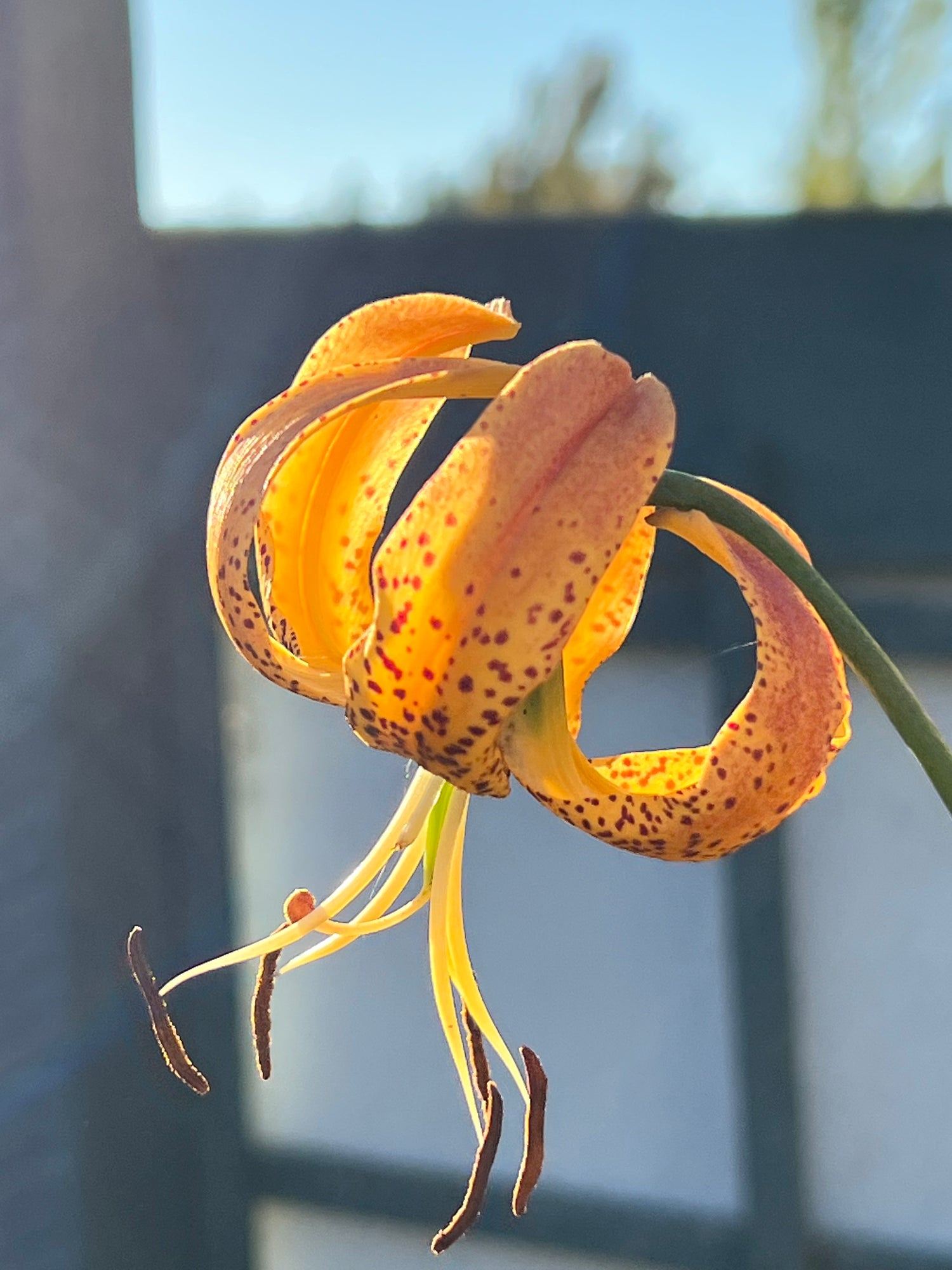 Lilium iridollae Potted