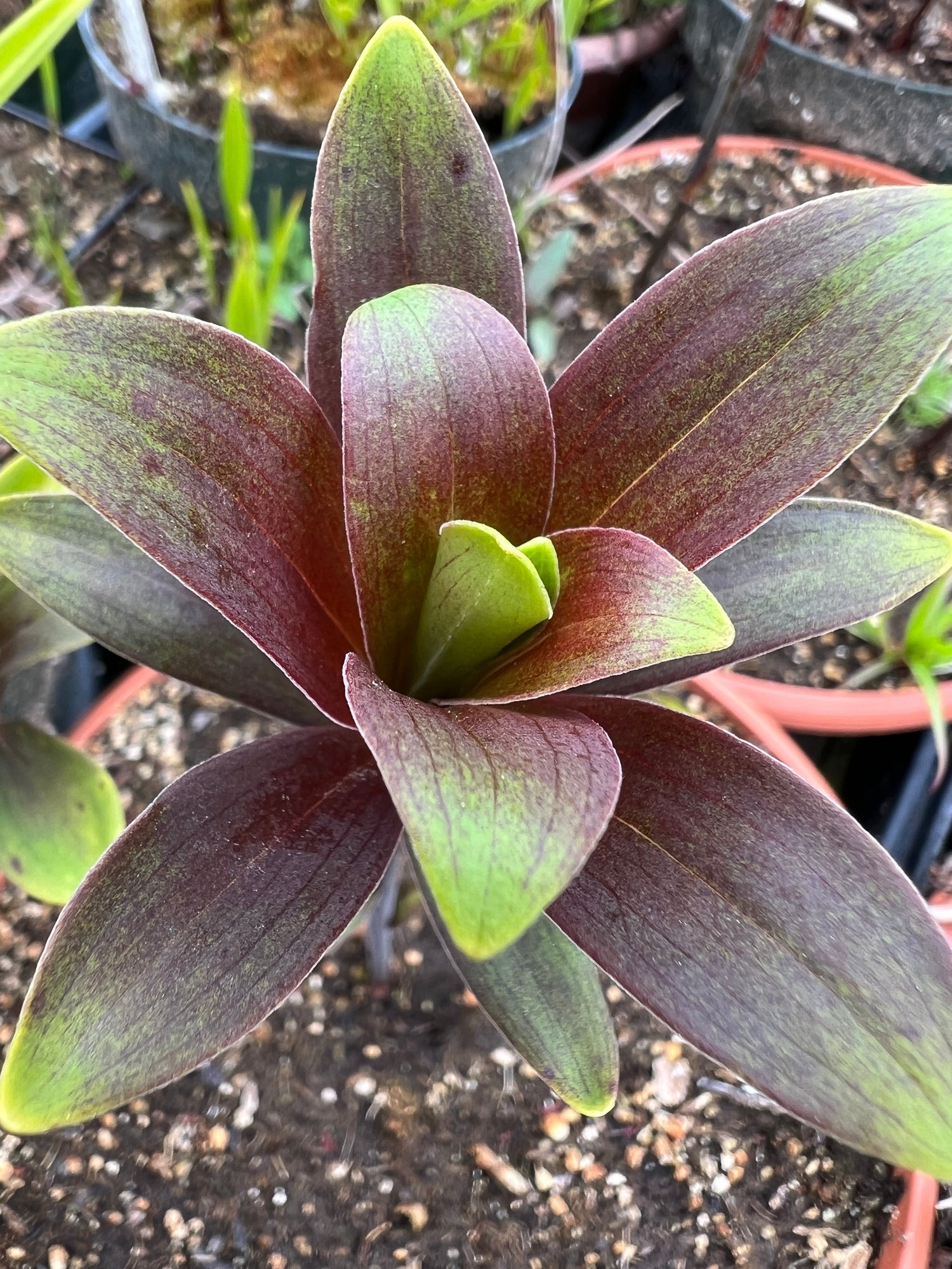 Lilium iridollae “Purple Leaf” Potted