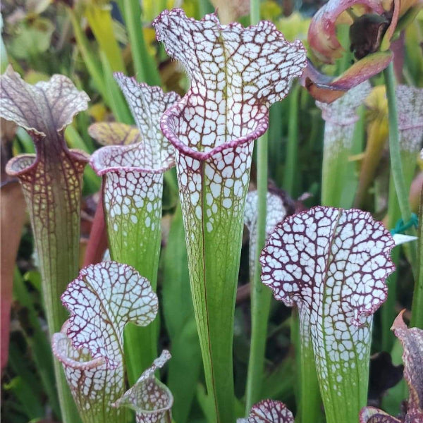 Sarracenia leucophylla "Eye Catcher" DGL18