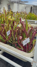 Sarracenia rubra alabamensis x leucophylla Schnell’s Ghost x Saurus Pitcher Plant