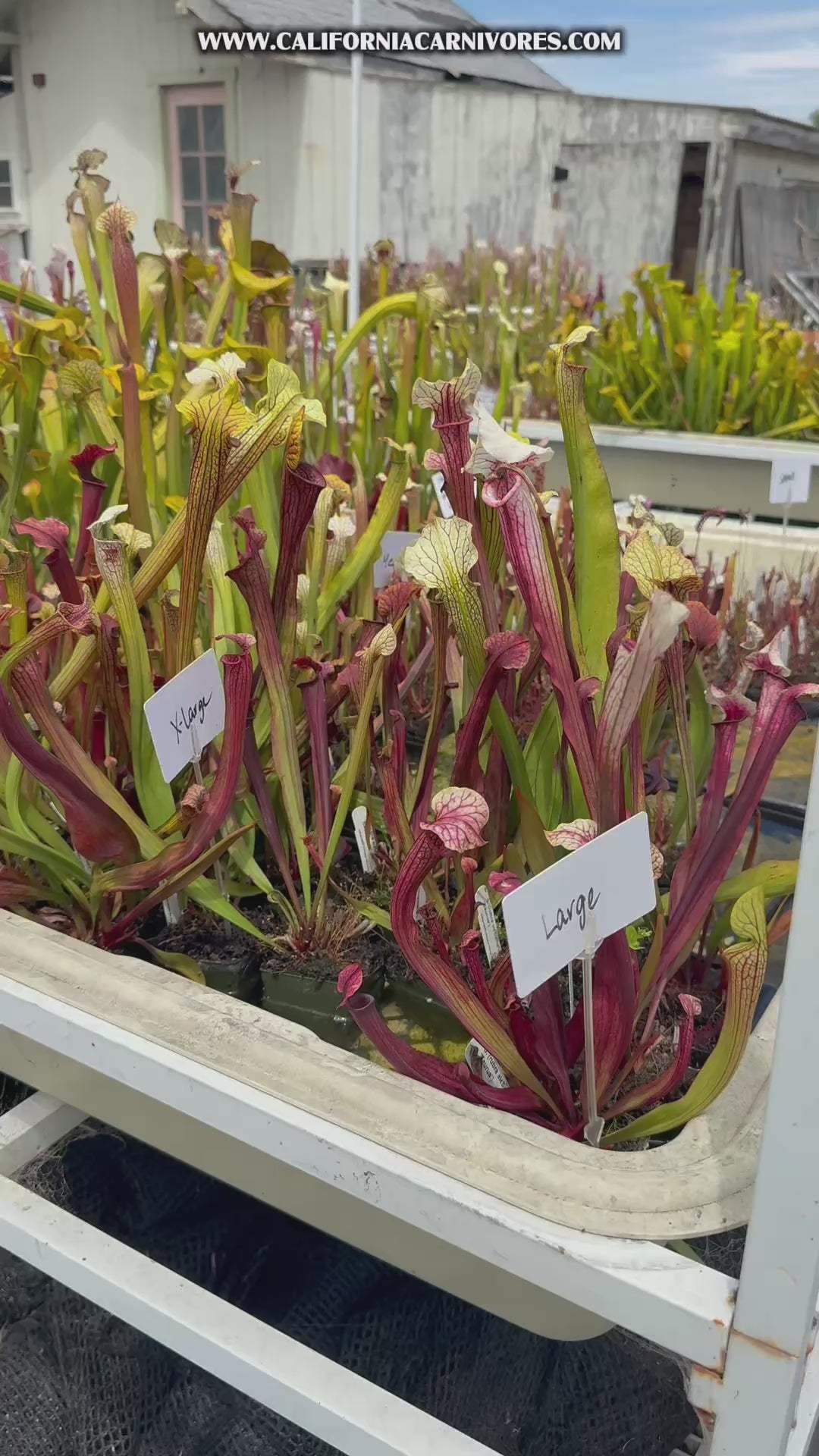 Sarracenia rubra alabamensis x leucophylla Schnell’s Ghost x Saurus Pitcher Plant