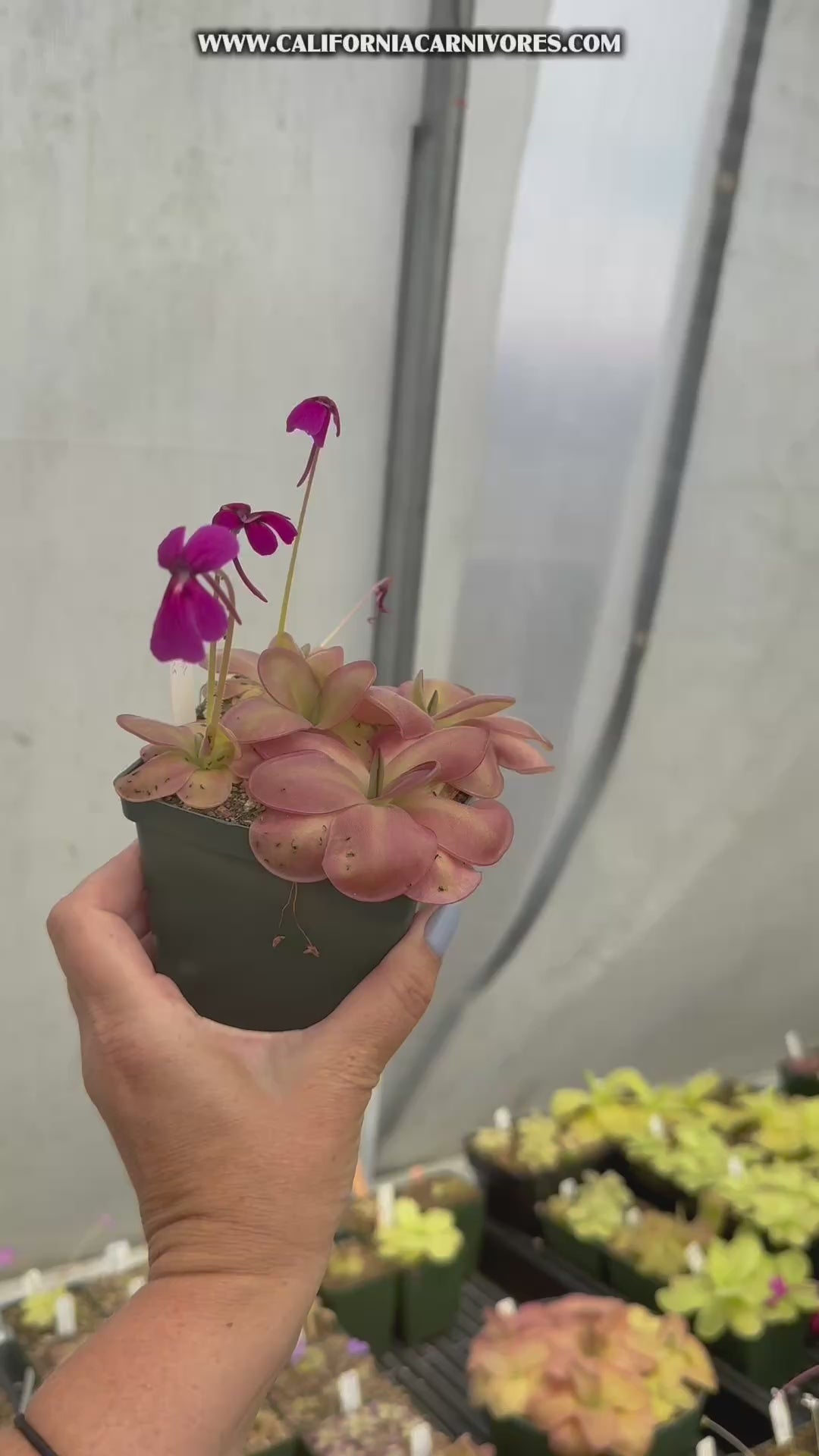Pinguicula x “Lucid Dreamer” BARE ROOT