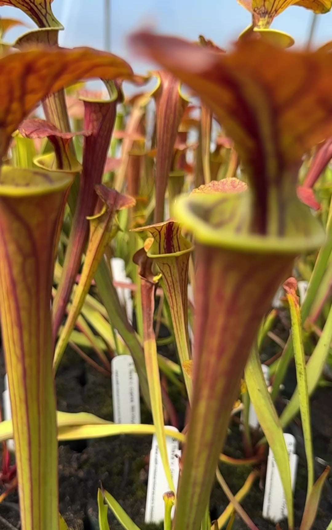 Sarracenia flava cuprea "Bill Hoyer" Division Potted