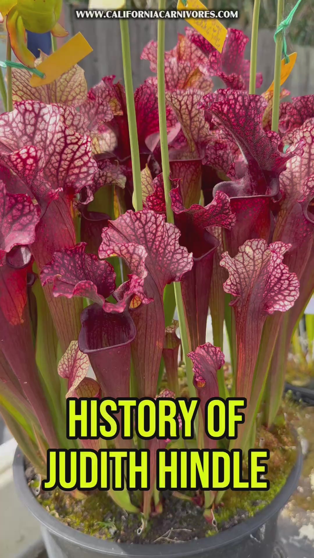 Sarracenia Judith Hindle
