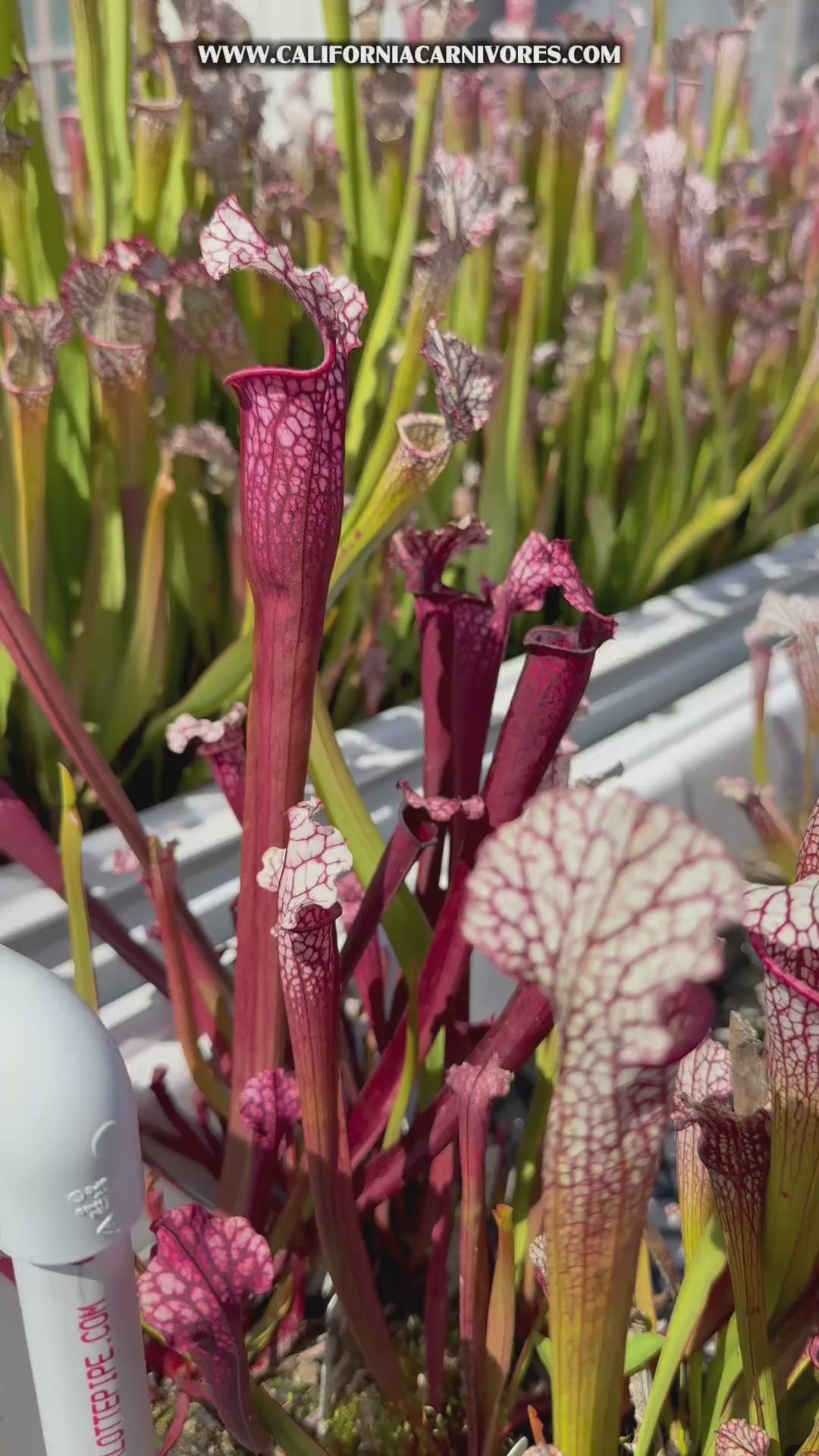 Sarracenia Judith Hindle x leucophylla var alba CK 