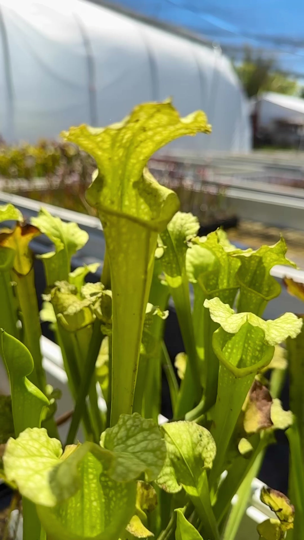Sarracenia x moorei “Anthocyanin free Clone 1”