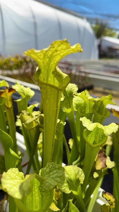 Sarracenia x moorei “Anthocyanin free Clone 1”