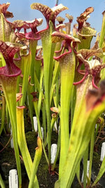 Sarracenia x 'Adrian Slack'