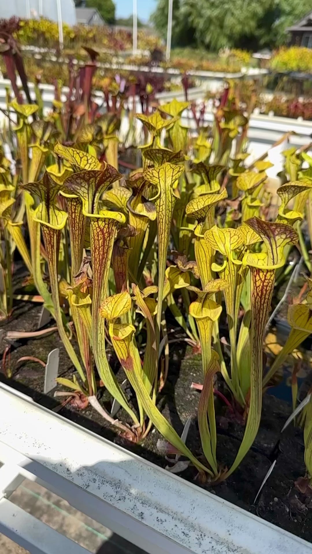Sarracenia flava v. ornata "Bulloch, Co Damon's Clone" Potted