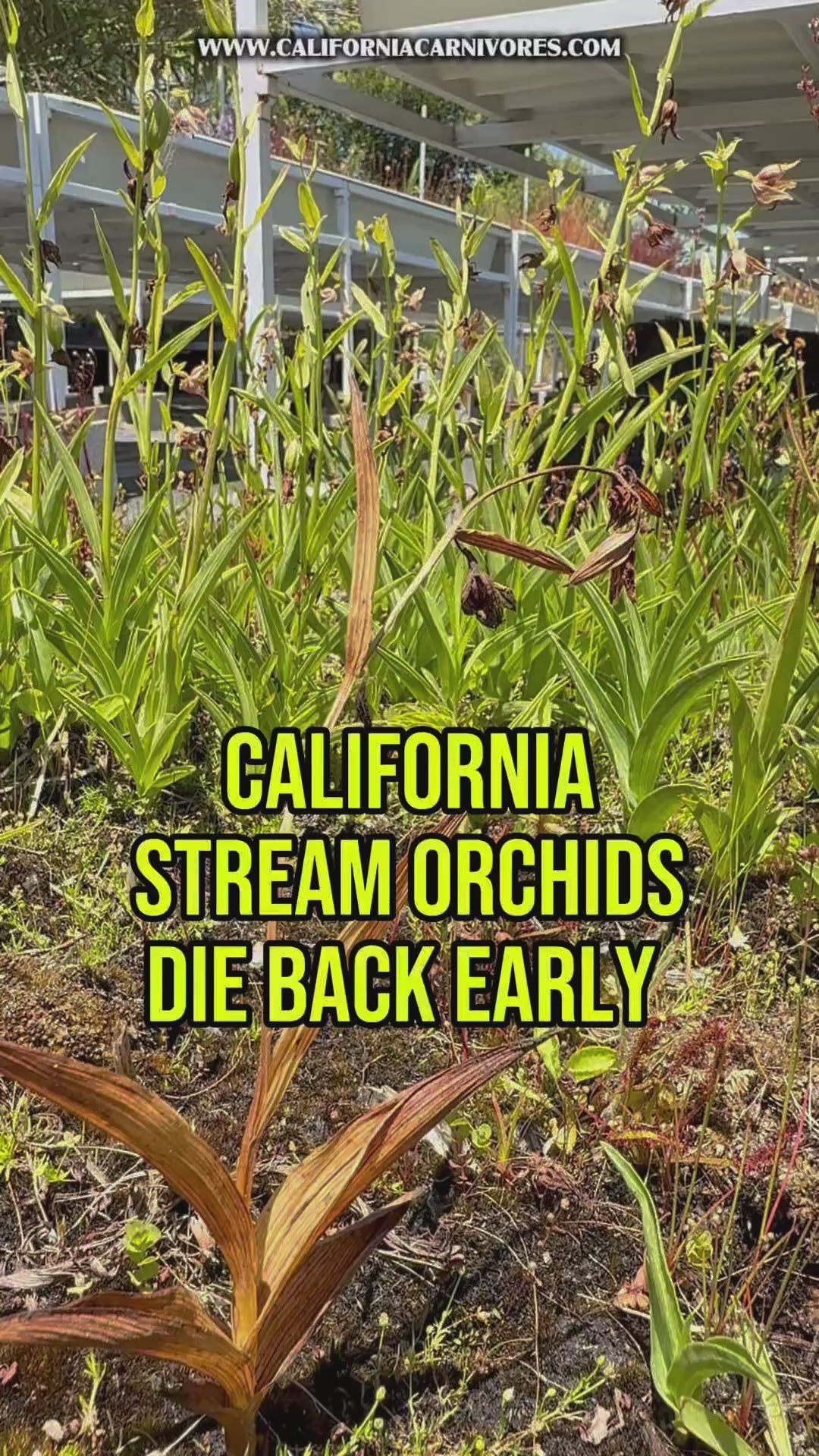 California Stream Orchid Epipactis gigantea