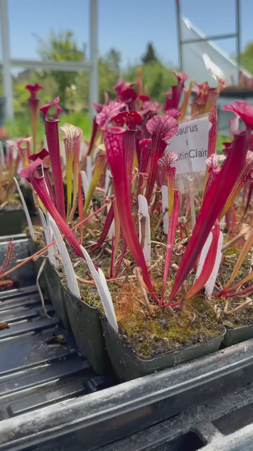 Sarracenia ( x ‘Saurus’ ) x ( x ‘Caitrin Claire’ ) Potted