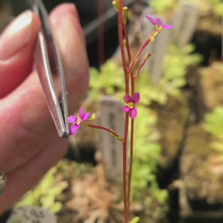 Stylidium debile trigger plant