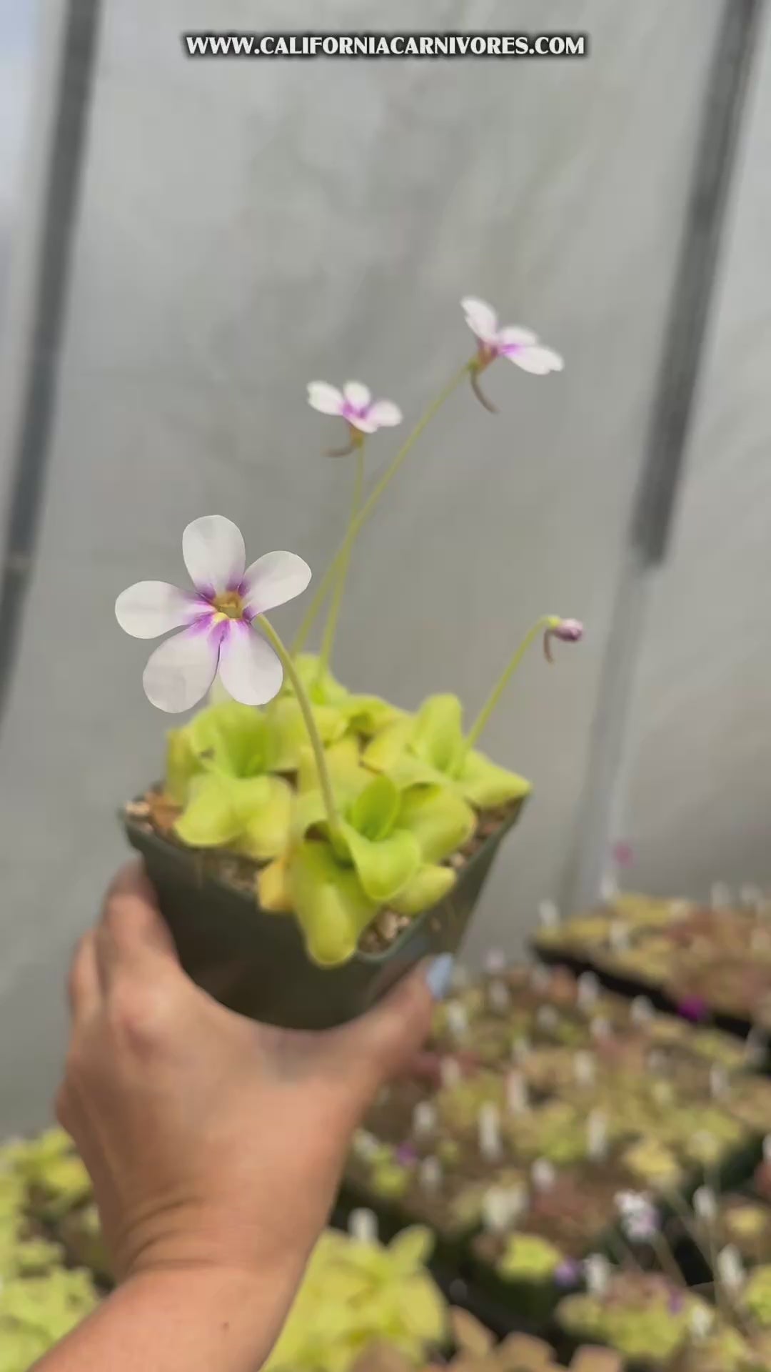 pot of Pinguicula Large Marge, held in a hand, full of green leafy pinguicula and white and purple flowers