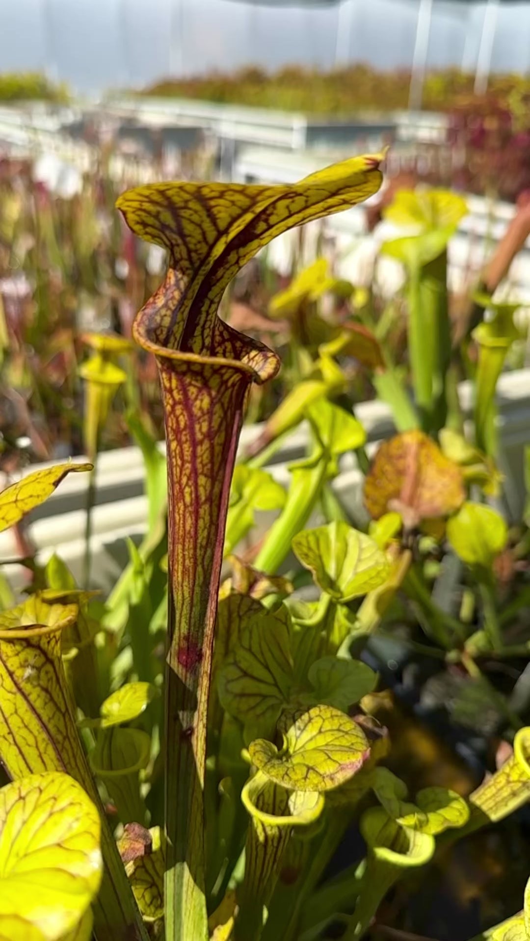 Sarracenia flava v. ornata Pitcher Plant