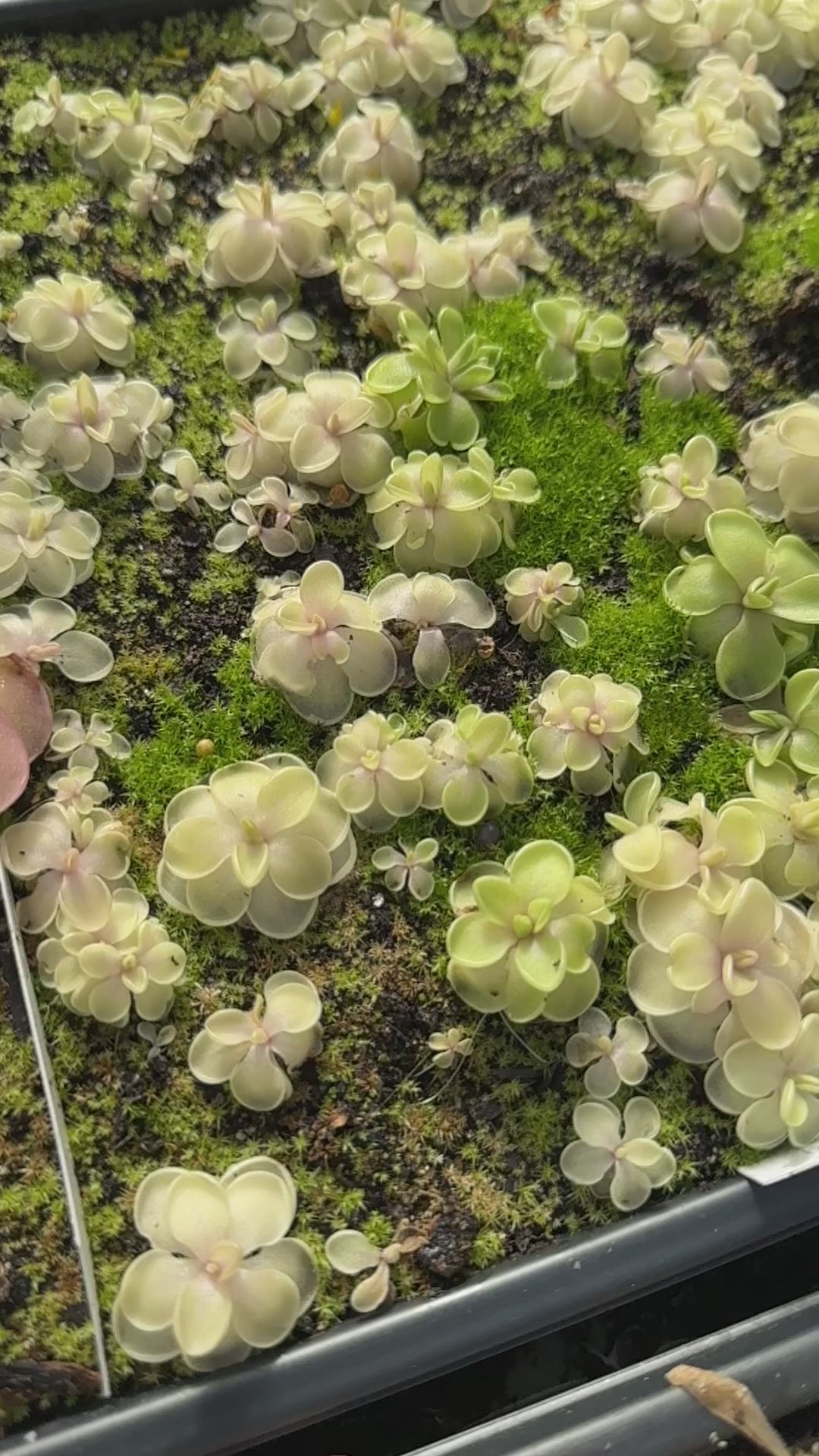 Pinguicula Piggyback Butterwort
