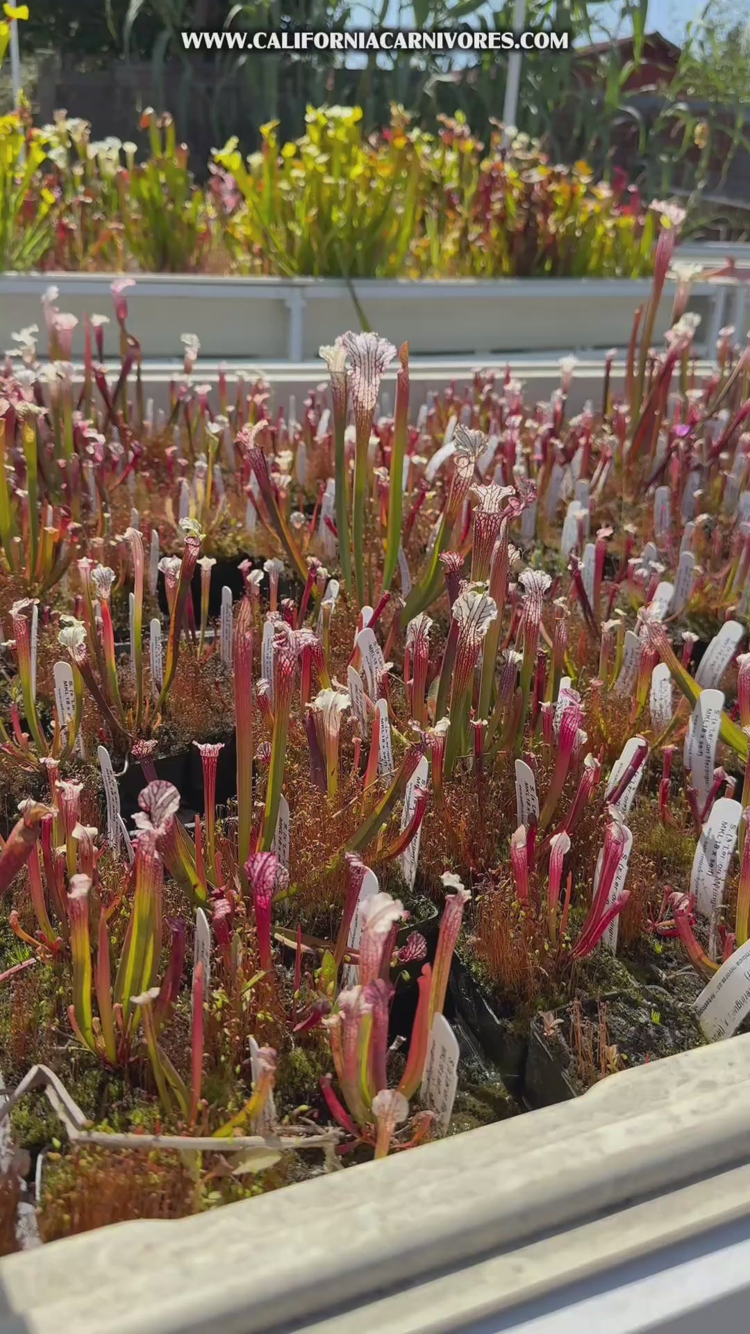 Sarracenia x Lemon Meringue) x leucophylla Giant Red MKL18 x self Pitcher Plant