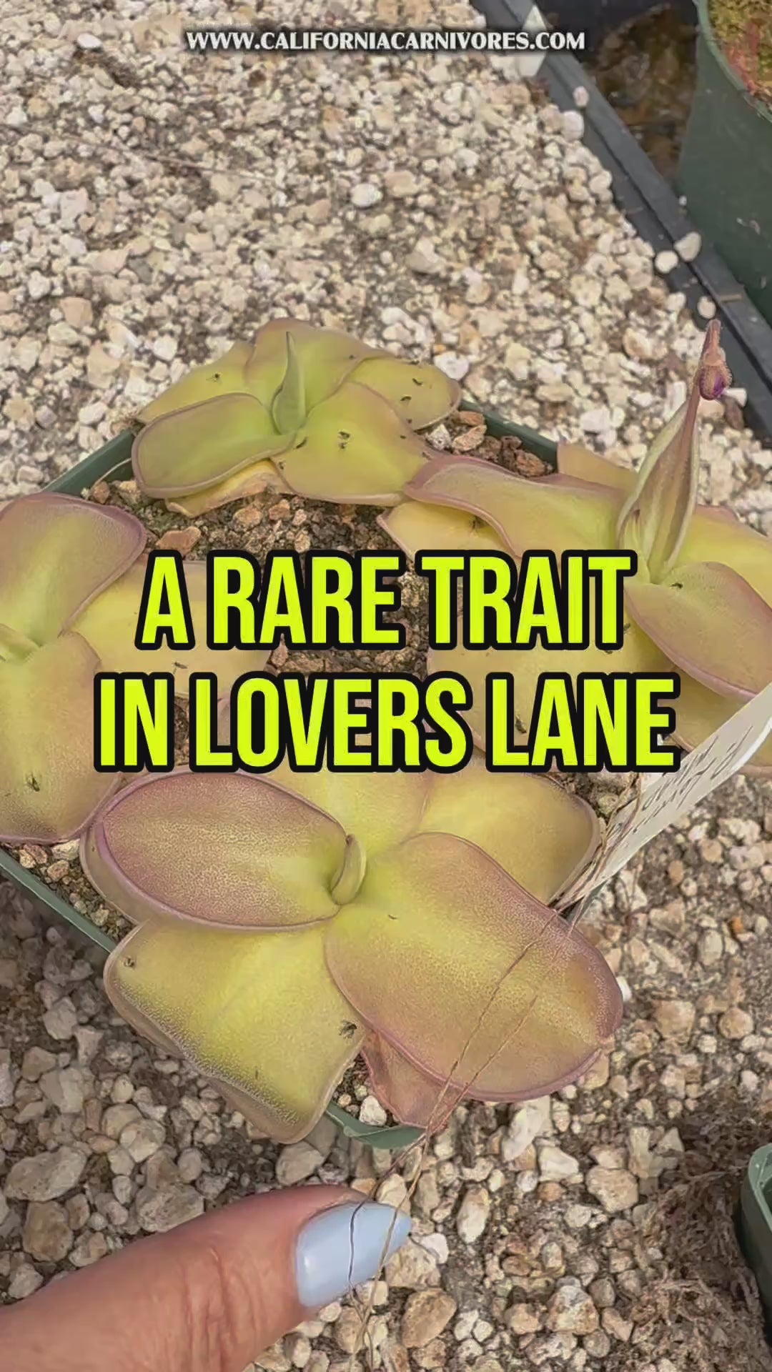 A video showing the unusual notch in the edges of the leaves of a pink pinguicula