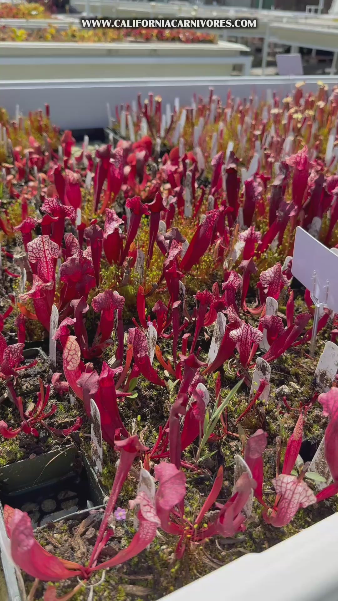 Sarracenia purpurea ssp venosa var montana x leucophylla Red Giant MKL18 x self Pitcher Plant