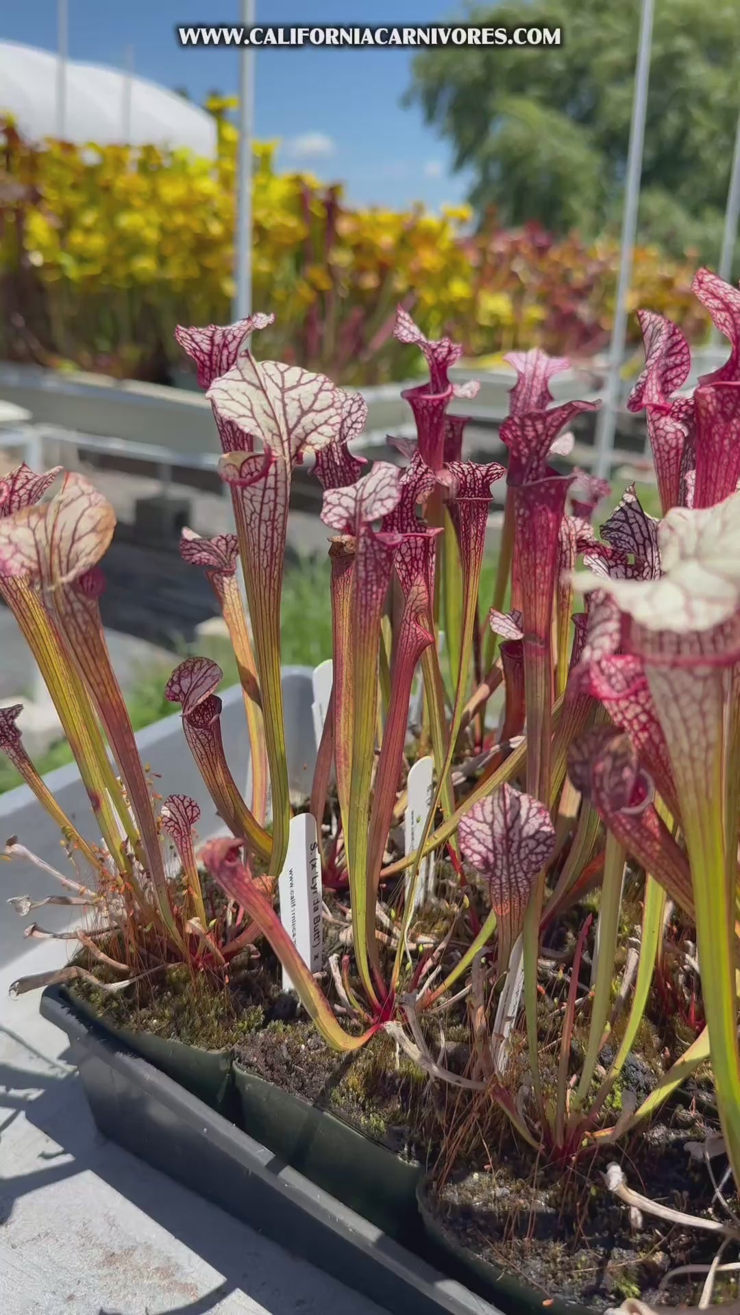 Sarracenia Lynda Butt x Caitrin Claire Pitcher Plant