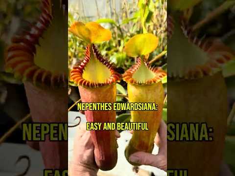 Nepenthes edwardsiana CalCarn – California Carnivores