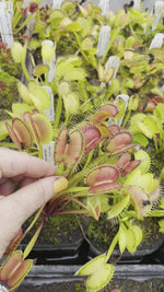 Dionaea Venus Flytrap
