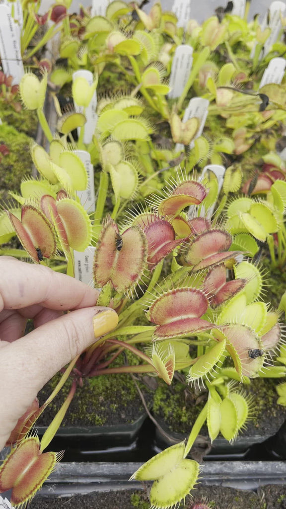 Dionaea Venus Flytrap