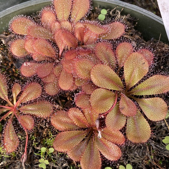 Drosera tubaestylis sundew