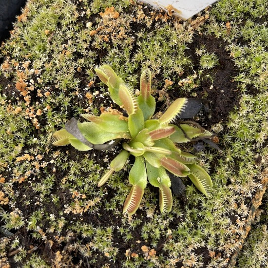 Dionaea Crocodile
