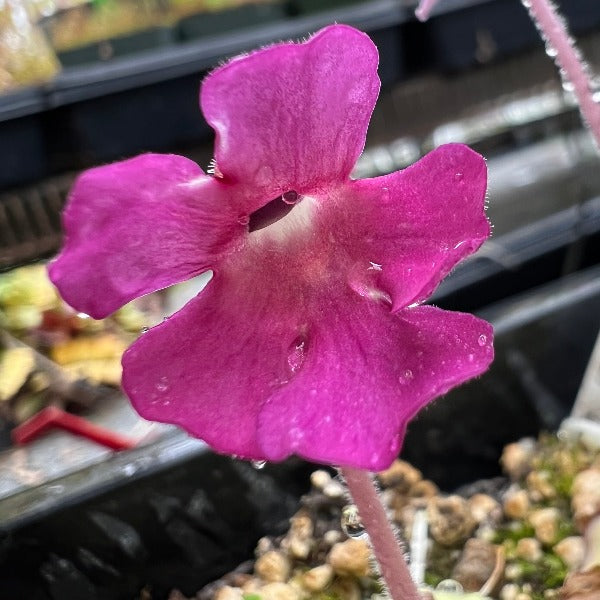 Pinguicula x “Queen Cthulhu” BARE ROOT