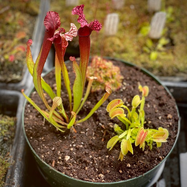 A potted plant setup for growing carnivorous plants with visible soil and plants in various stages of growth.