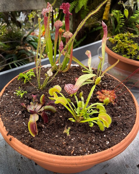 A terracotta pot filled with soil and a variety of carnivorous plants, including Venus flytraps and pitcher plants, arranged to represent a mini bog garden.