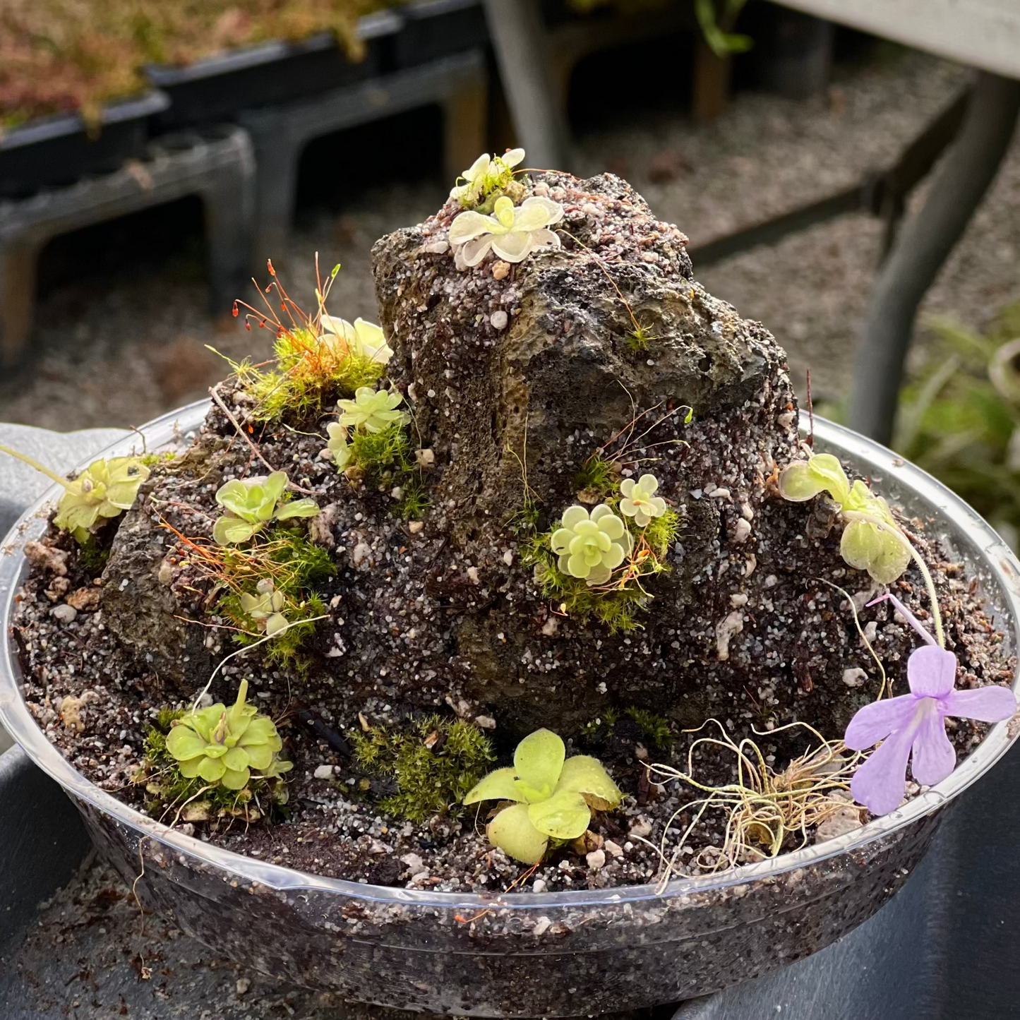 A small succulent and moss garden arrangement in a clear plastic bowl, featuring artificial-looking rocks, green moss, tiny pale yellow-green plants, and a small light purple flower, photographed on a table with blurred nursery pots in the background.