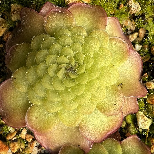 Pinguicula x “Queen Cthulhu” BARE ROOT
