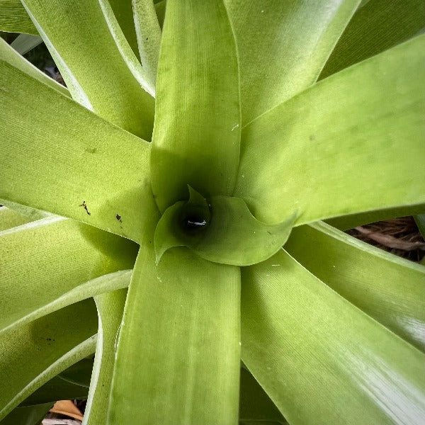 Close-up of Catopsis berteroniana leaves showing the green color and the chalky substance coating the leaves.