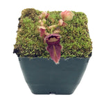 Cephalotus follicularis "Norma"
