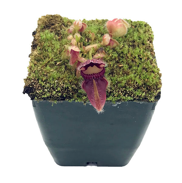 Cephalotus follicularis "Norma"