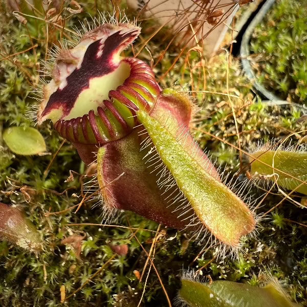 A close-up of a Cephalotus follicularis pitcher plant with a green, bristly edge and a red-stained interior.