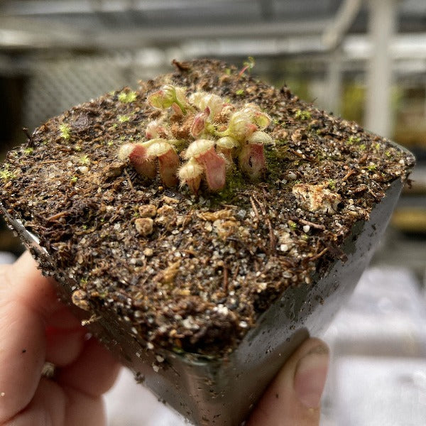 pot of cephalotus with small, lidded pitchers in a pot of soil