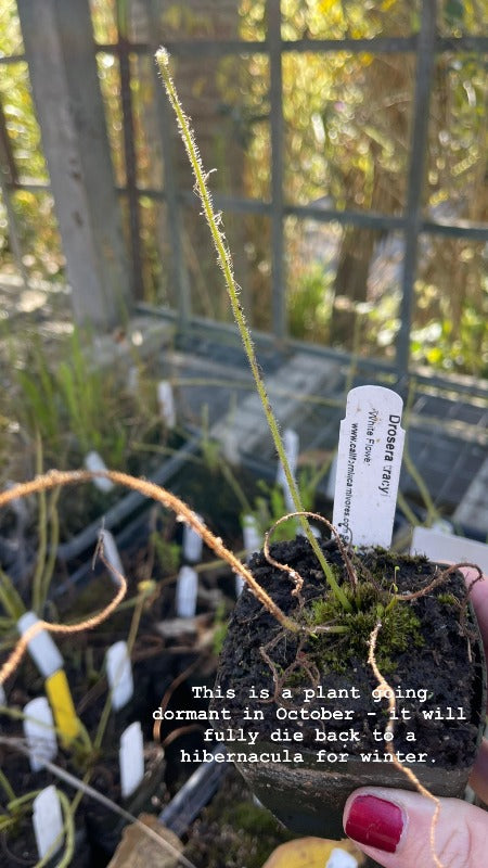 Drosera trayci sundew