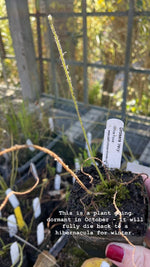 Drosera trayci sundew