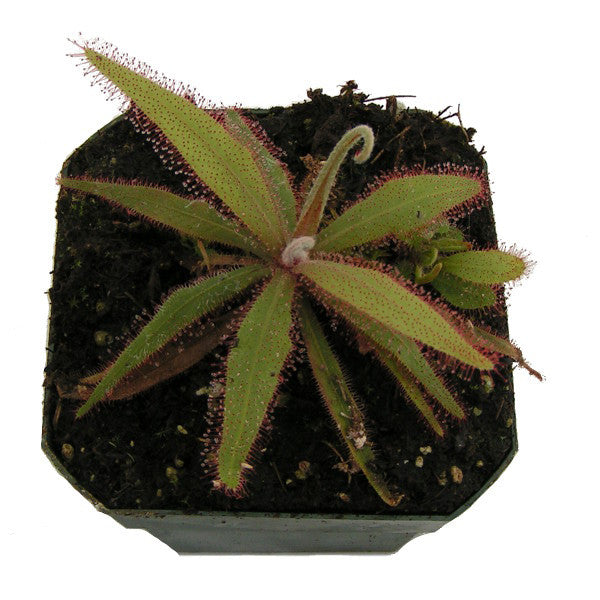 Drosera adelae sundew